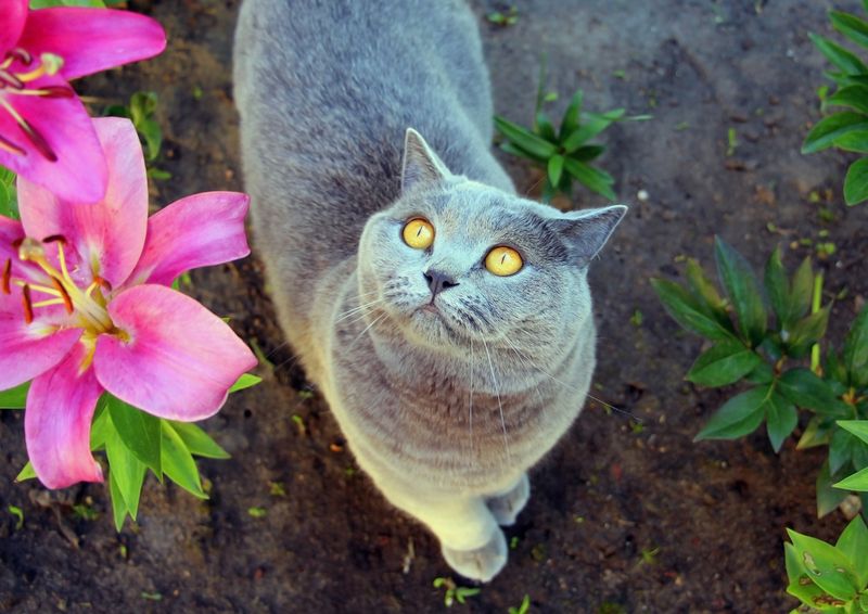1. Toxic Plants (e.g., Lilies)