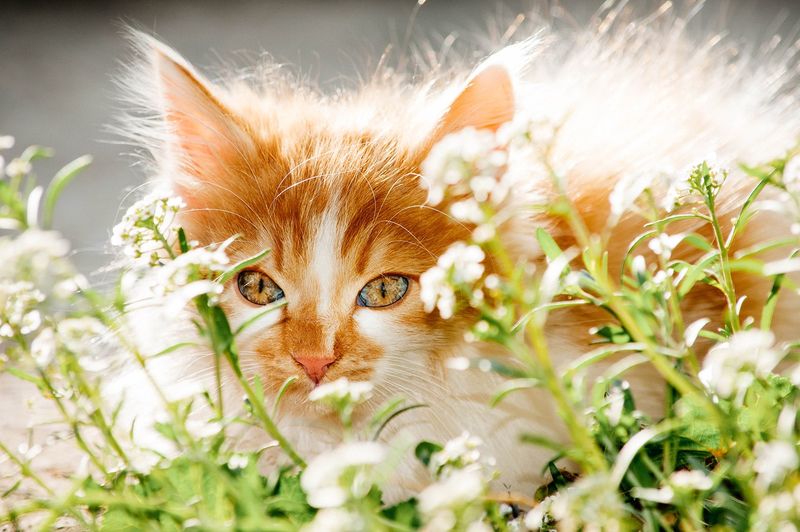 Spring Smells Exploration