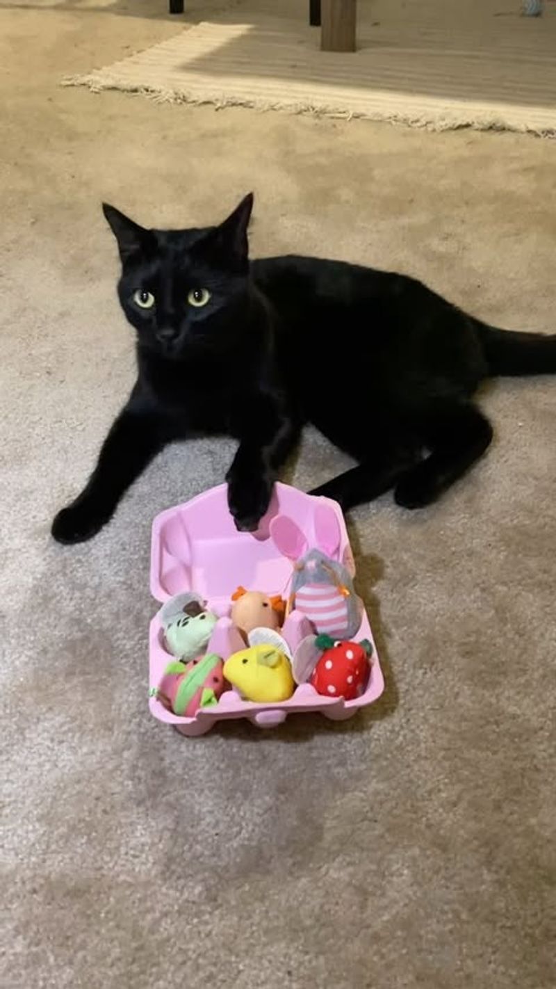 Spring-Themed Cat Toys