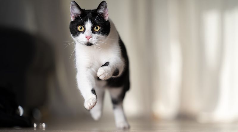 Engaging in Zoomies