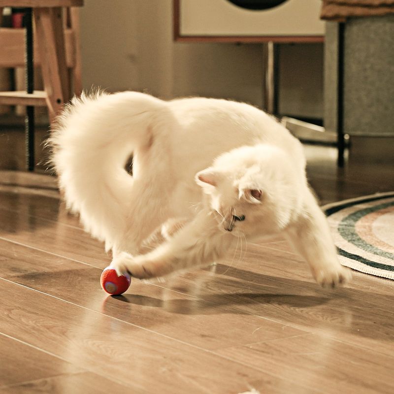 Step 1: Choose the Right Toy