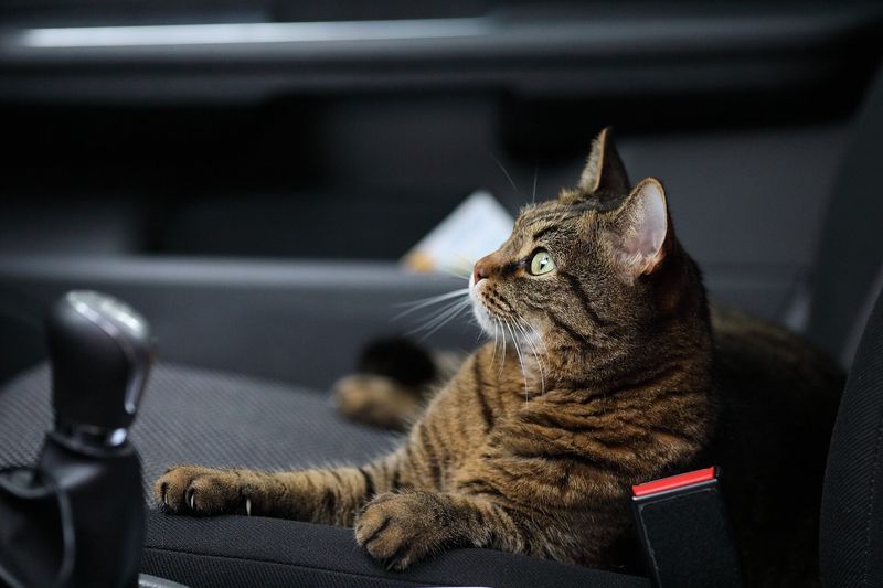 Stick to Your Cat’s Regular Feeding Schedule