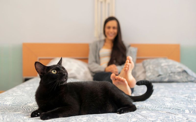 Ignore the Meowing (If It's Attention-Seeking)