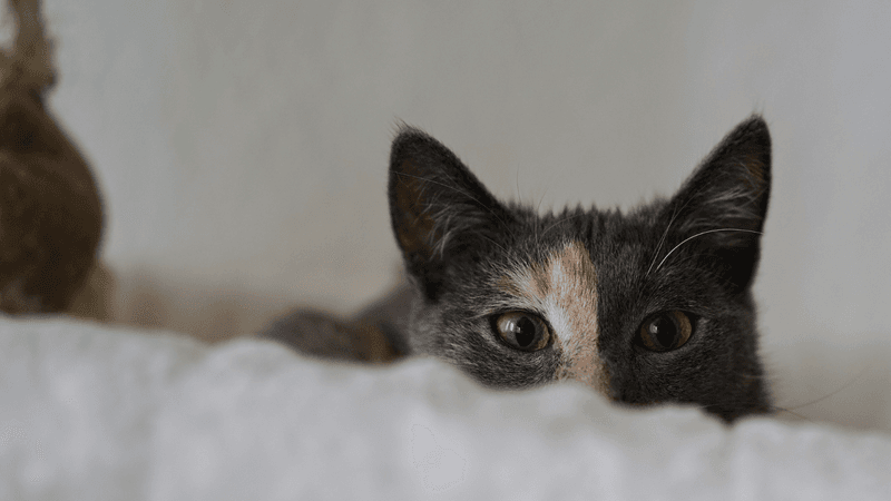 Be Patient—Every Cat is Different