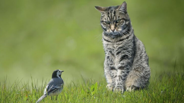 Stop Your Cat From Attacking Wildlife in These 9 Steps