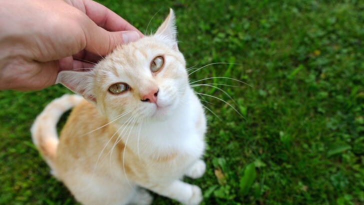 Stray Cat Rescue: 7 Challenges You’ll Face & 7 Ways to Conquer Them