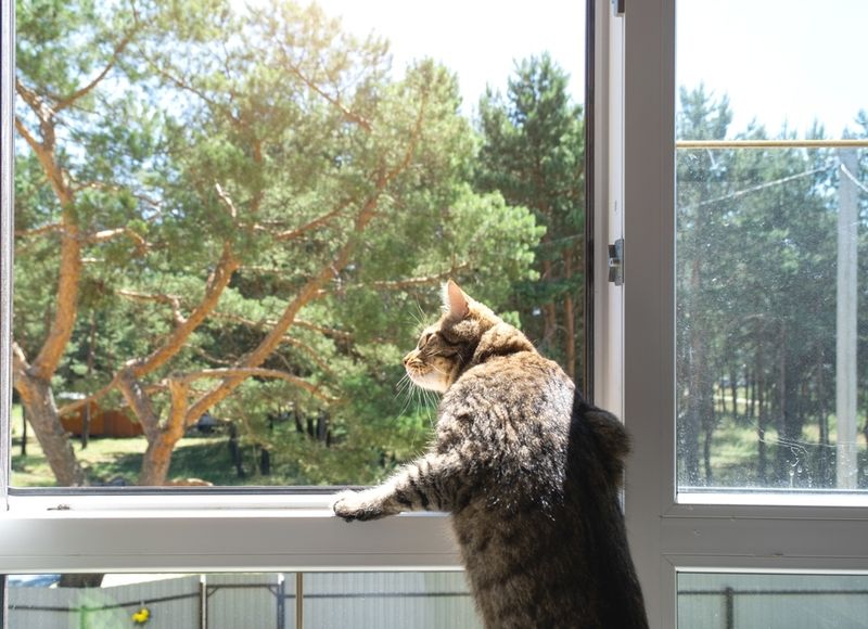 Territorial Behavior