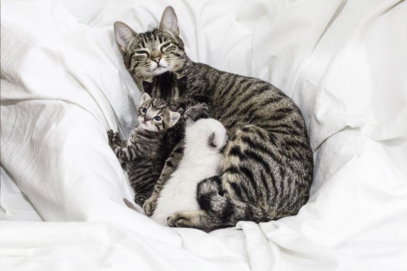 Nest-Cleaning Instincts