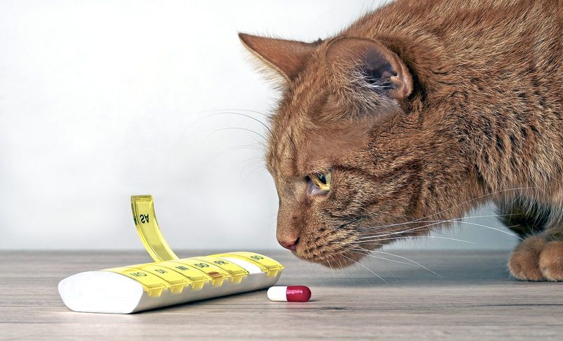 Human Food & Medications