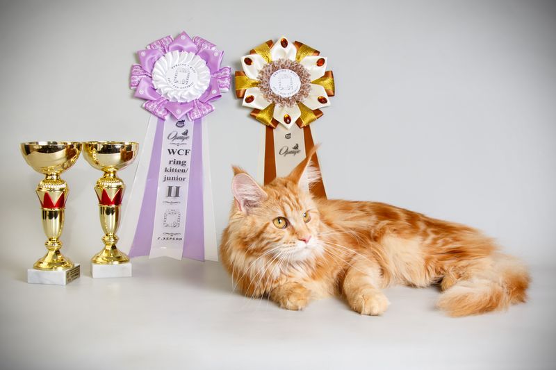 Participation in Cat Shows