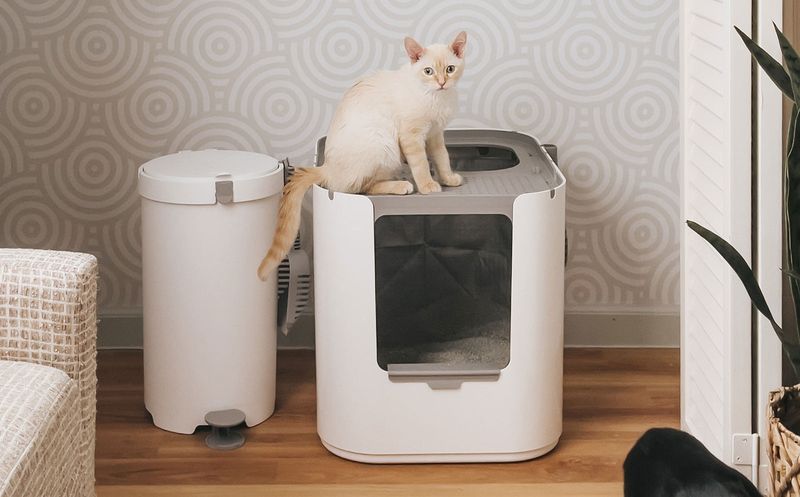 Clean Litter Box Setup
