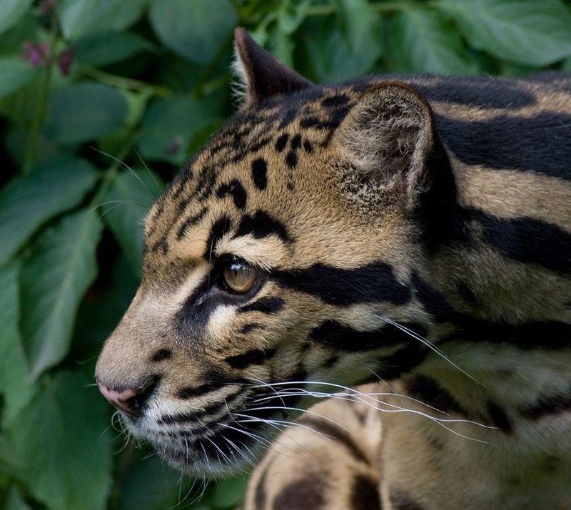 Sunda Clouded Leopard