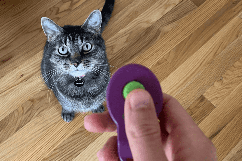 Train the Cat