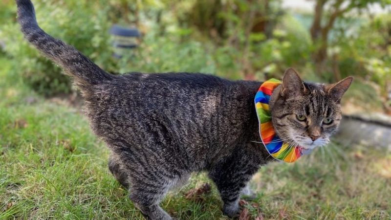 Use a Cat Bib or Collar