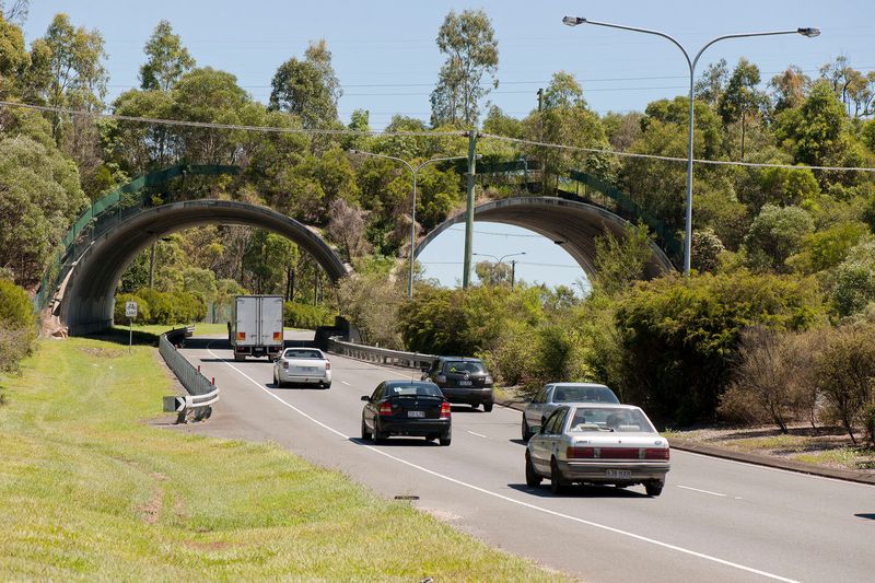 Drive Safely in Wildlife Zones