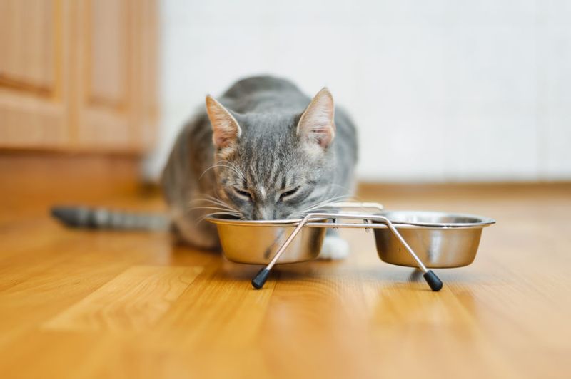 Improves Posture During Mealtime