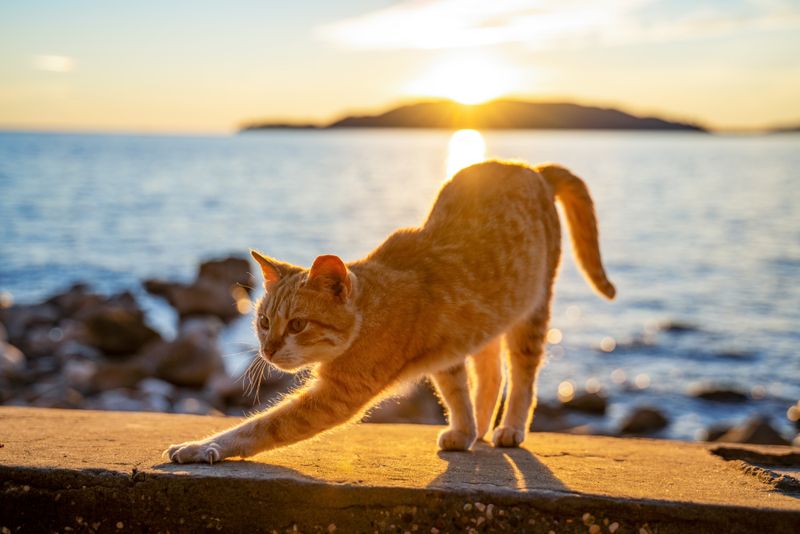 Switch to Evening or Early Morning Playtime