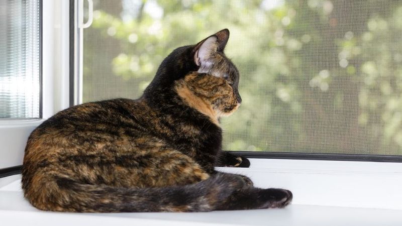 Secure Windows with Strong Screens