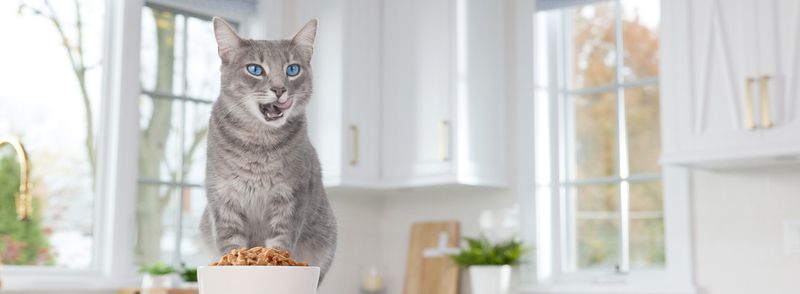 Increase Moisture Through Wet Food