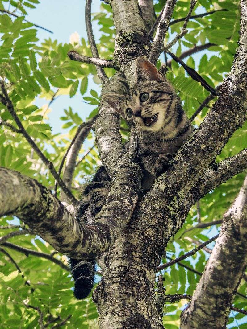 The Pattern May Help With Camouflage