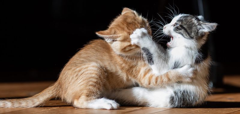 Mutual Play