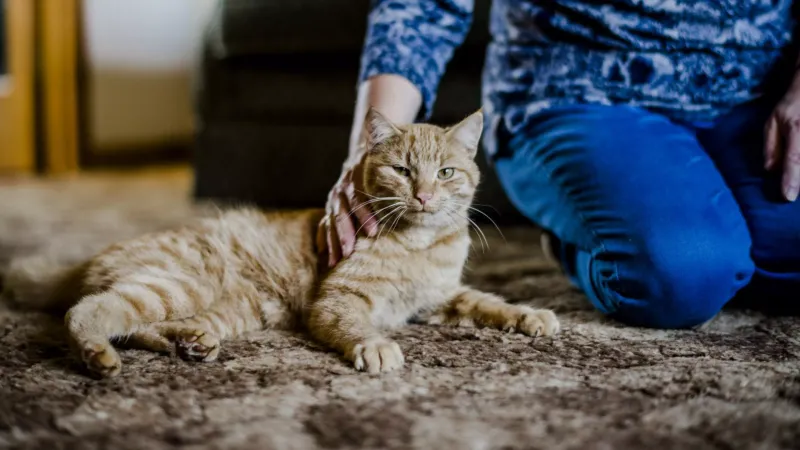 Talk to Your Cat