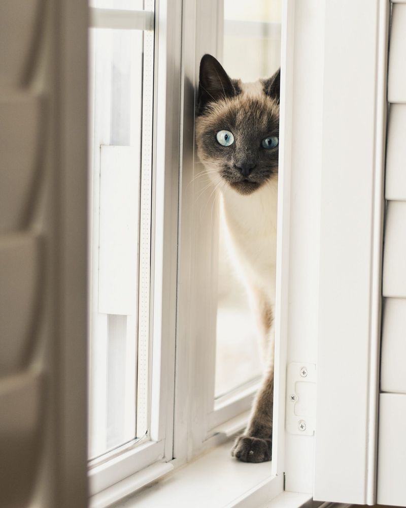 Stalking Imaginary Prey