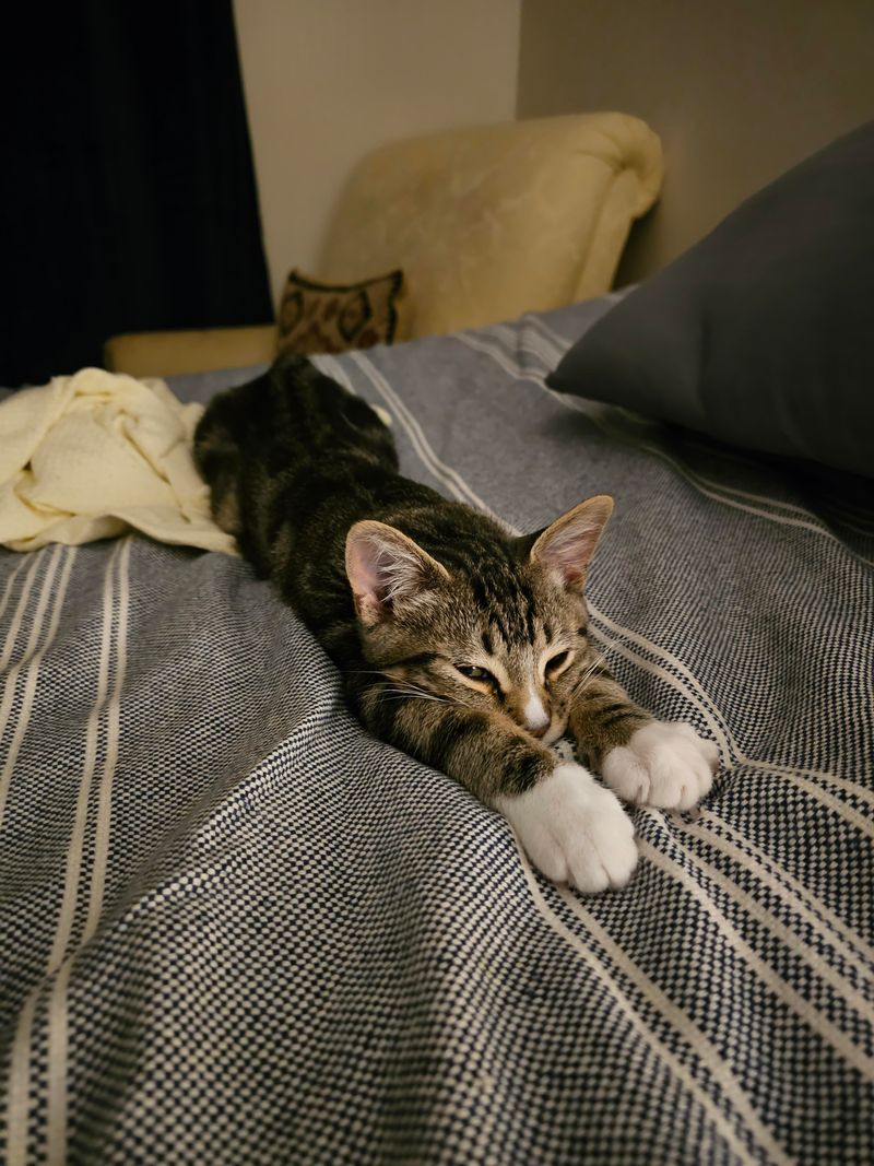 Sudden Zoomies at 3 a.m.