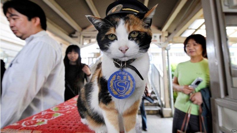 Tama, the Stationmaster Cat