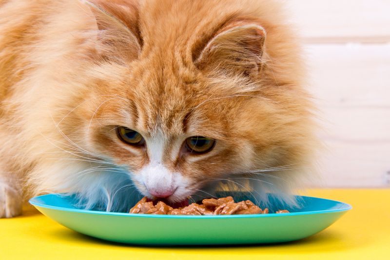 Vitamin A in Plant Form Is Useless to Cats