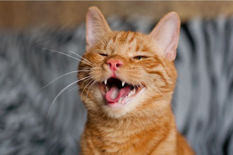 Their Sharp Teeth Are Built for Hunting