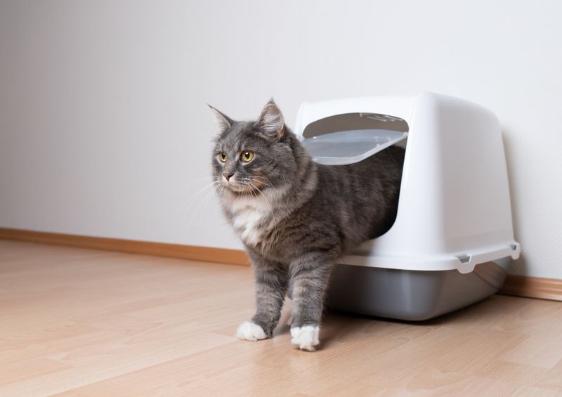 Litter Box Guarding