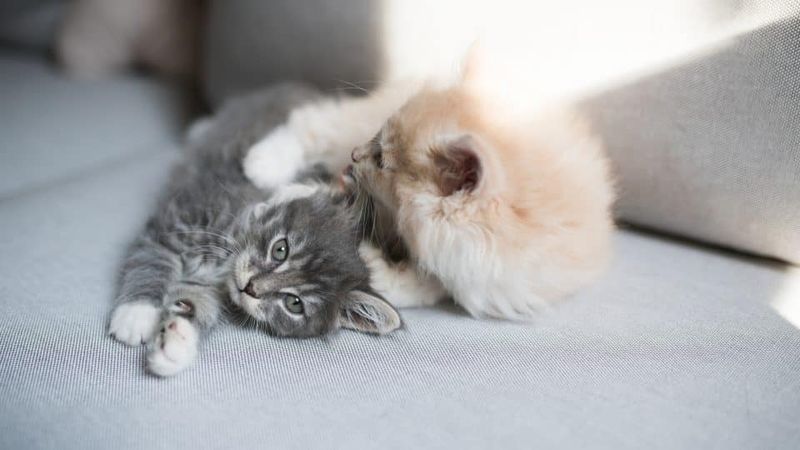 Territorial Marking