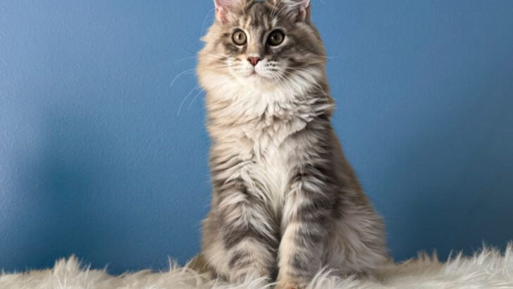 The 10 Kibble Connoisseur Cat Breeds That Easily Become Overweight