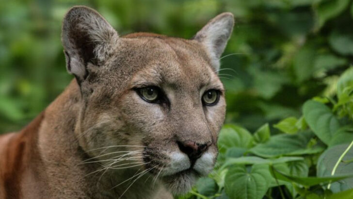 The 10 States in the U.S. With the Most Panthers