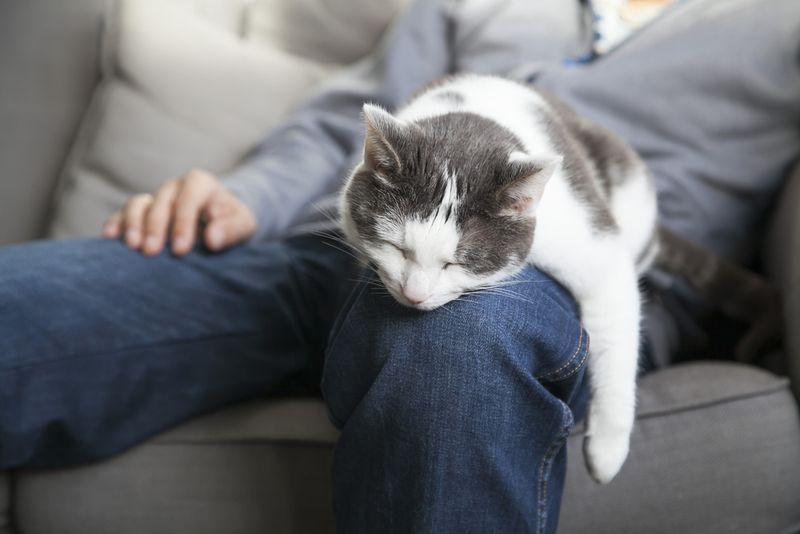 The Lap Trap