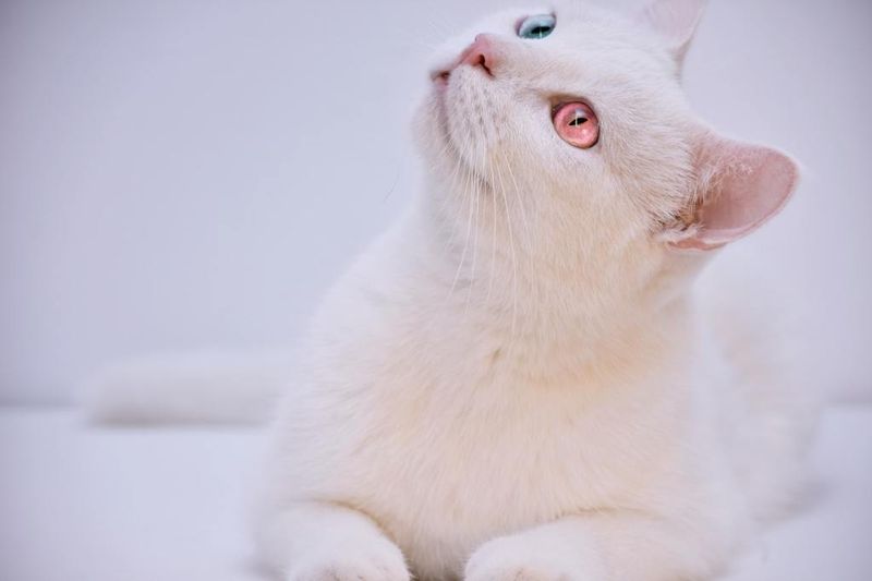 Albino