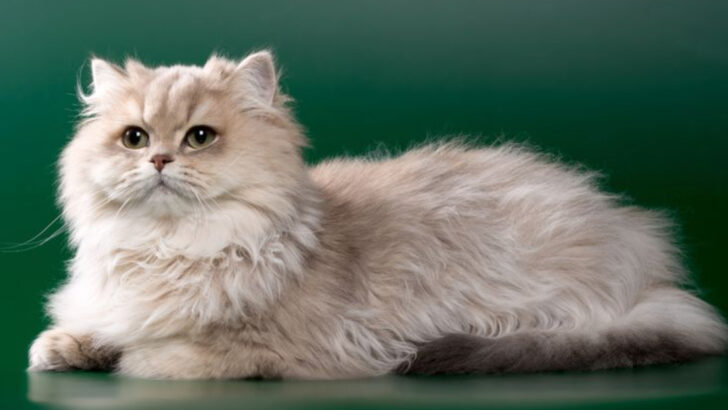 The 5 Rarest Cat Colors and Patterns & 7 You See Every Day