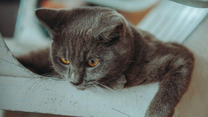 The 6 Most Resilient Cat Breeds You Can Own & 4 That Will Need Extra Care