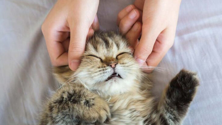 The 7 Best Tips for Massaging Your Cat Like a Pro