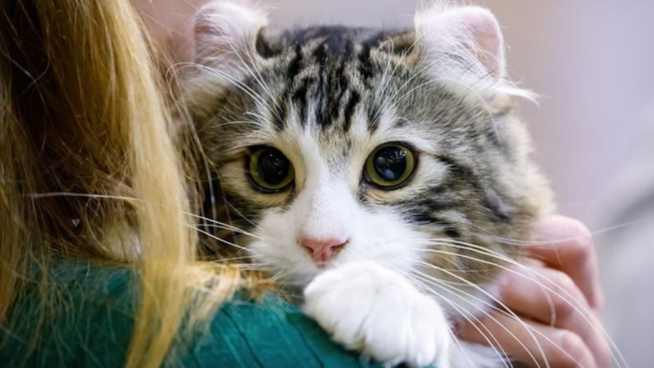 The 8 Smallest Domestic Cats You’ll Want to Snuggle