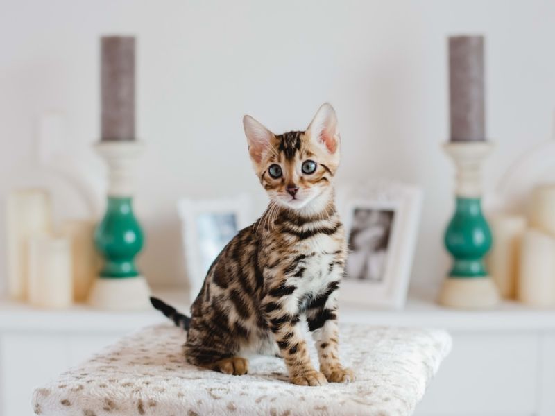 Bengal