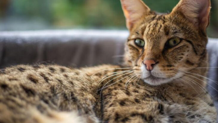 The 8 Spotted Cat Breeds and Where They Originated