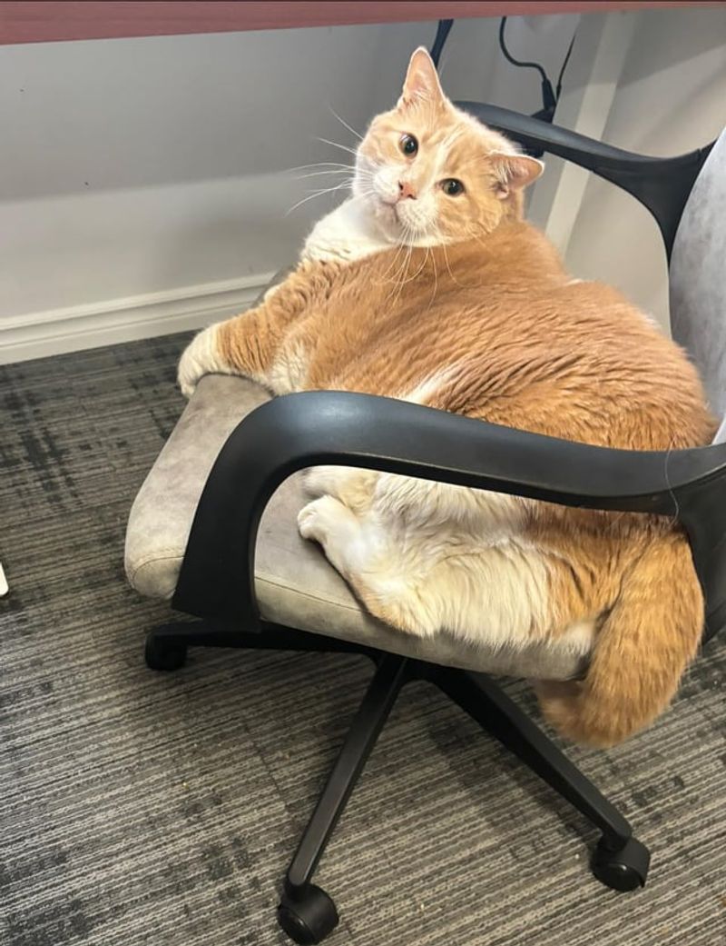 The Furniture Takeover