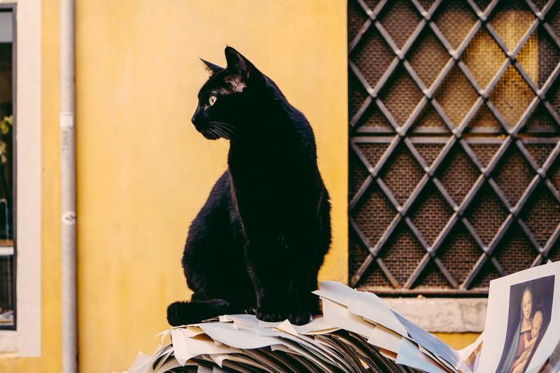 The Black Cat Misconception