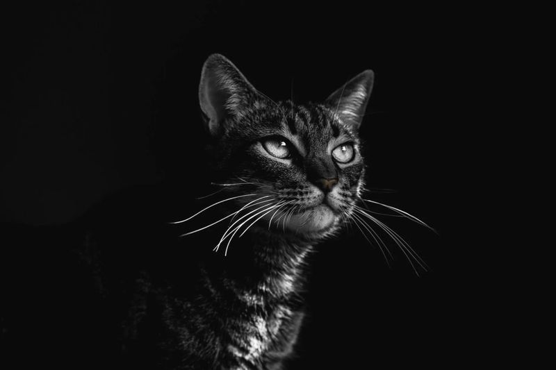 The Black Cat of Killakee