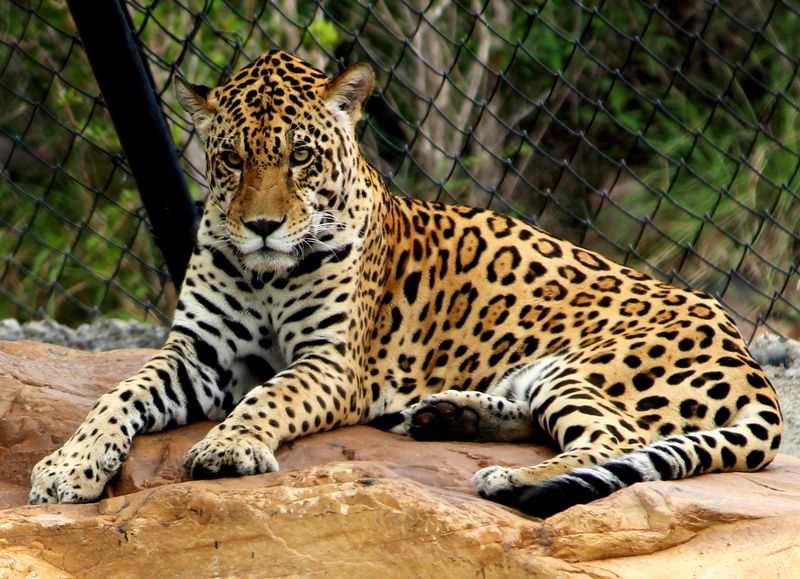 The Jaguar – Symbol in Beat Poetry