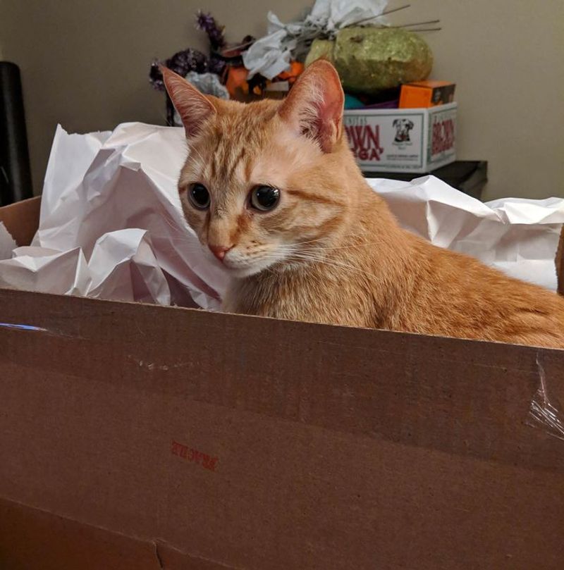 The Box Occupier