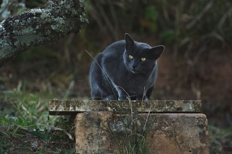 The Cat Sìth of Scottish Folklore