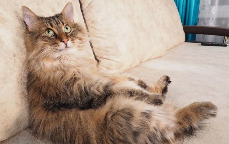 The Cost of Cat Ownership
